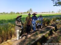 Panen Perdana Padi Apung di Sungai Tabuk